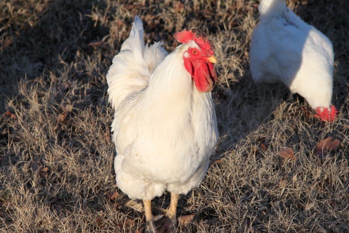 Mars was largely responsible for teaching us the truth about roosters, and what makes them good at their jobs.