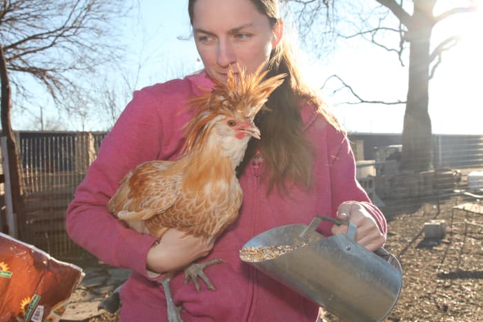 A rooster who will continue to eat even while being held is more likely to be people-friendly.