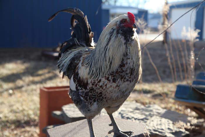 A good rooster who treats his flock well and respects his people is worth his weight in gold.