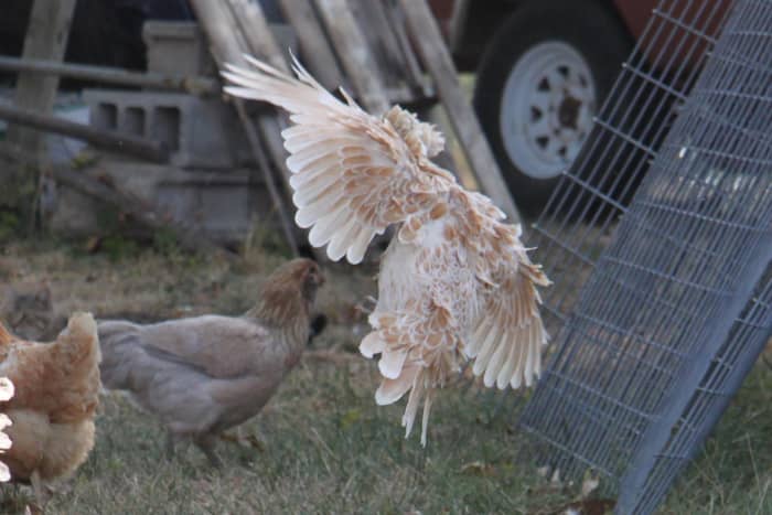 Polish are actually fairly good flyers, and can easily reach the branches of trees, top of their coop, or even the roof of your house--if they can see where they're going.