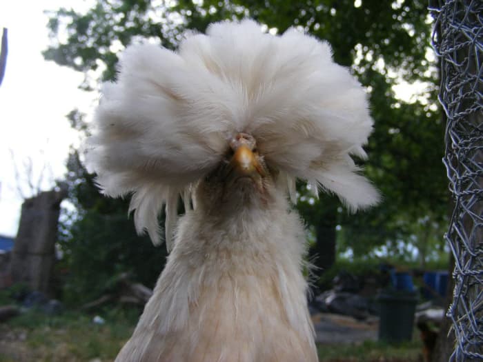 The distinctive crest of polish chickens will impress and amaze visitors to your flock.