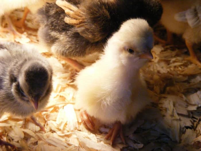 Polish chickens stand out at a very young age. With their vaulted skulls and downy crest, they are unmistakable even as chicks.