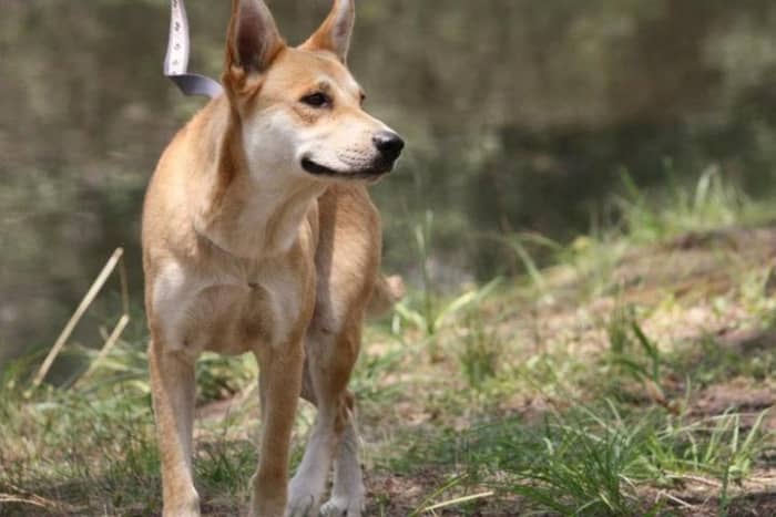 Top 10 Most Dangerous Semi Wild Dogs - HubPages