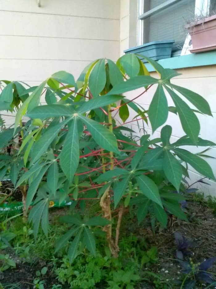 The cassava stems develop these beautiful leaves soon after planting. The leaves can be used for soups as well as feed for cattle.