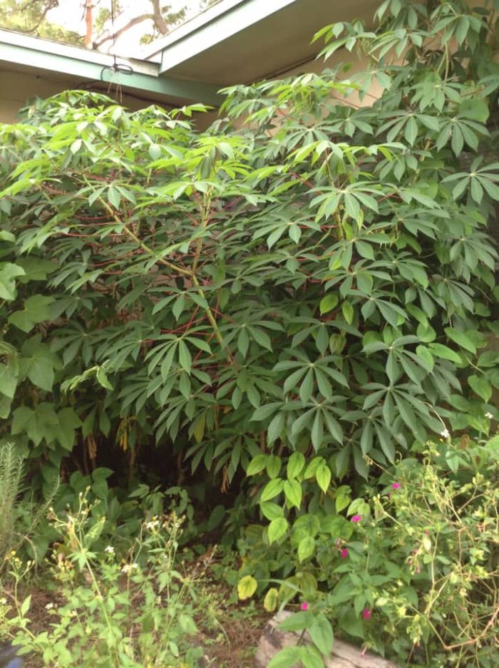 This is what the cassava patch looks like just before harvest time....about 8 months after planting.