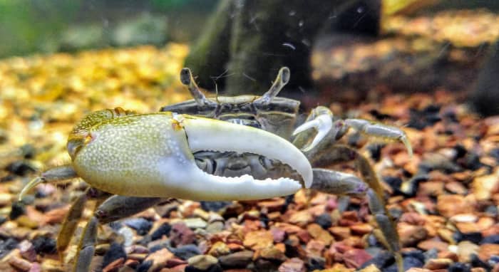 Pet Fiddler Crab Care - HubPages