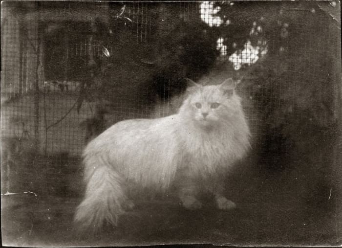 I have at least two ghost kitties living in my home. I enjoy them both, and think I would have liked Louisa's white cat, too.