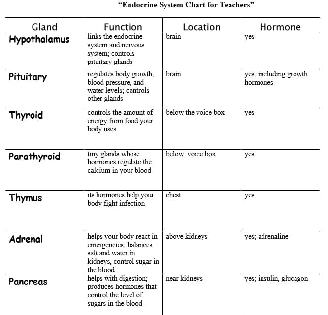 Endocrine & Nervous Systems and Healthy Living STEM Lesson Plan for ...