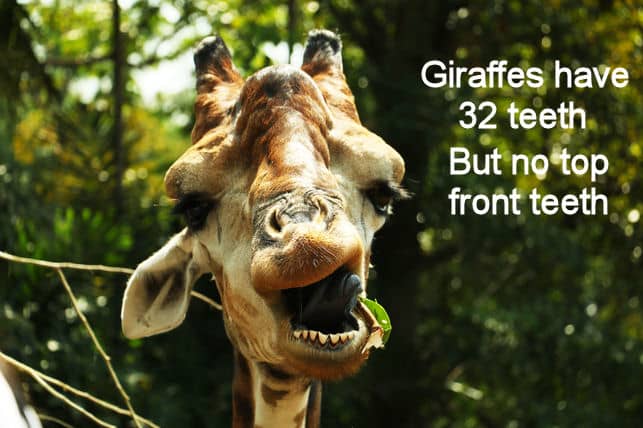 do giraffes have two hearts do giraffes have two hearts