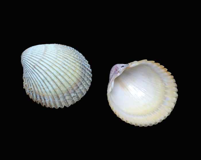 Clam Identification and Facts (From Cockles to Lucines) Owlcation