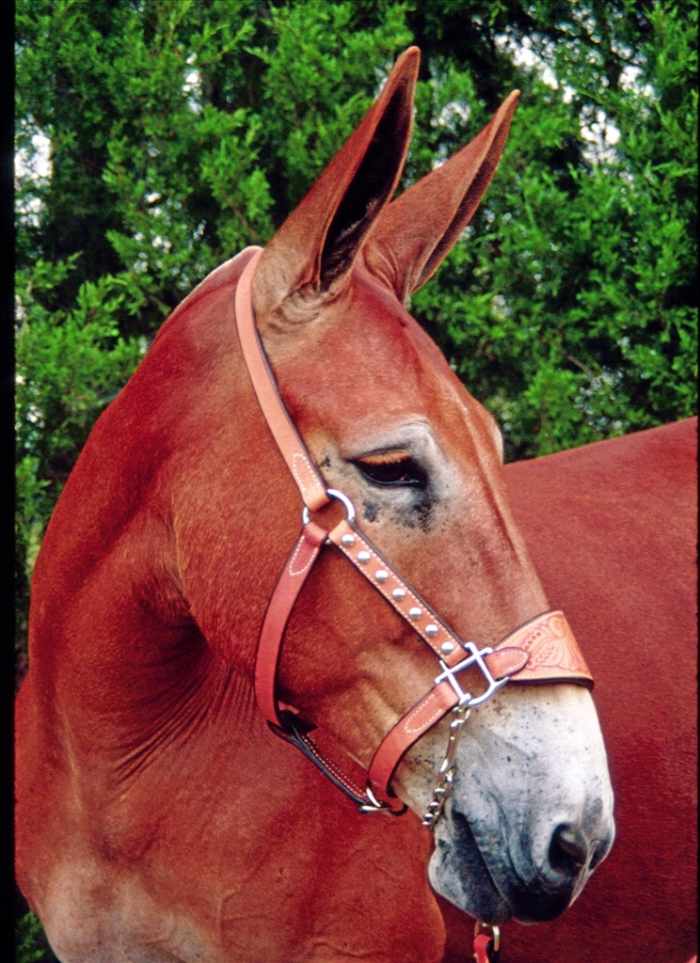 Origin and History of Mules, an excerpt from The Book of Mules by myself Donna Campbell Smith