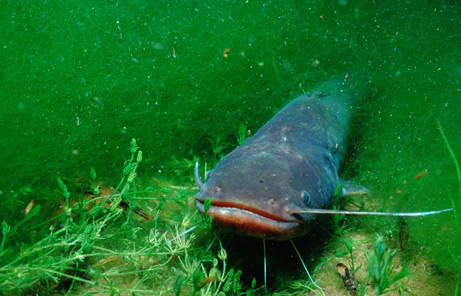 Wels Catfish Interesting Facts - HubPages