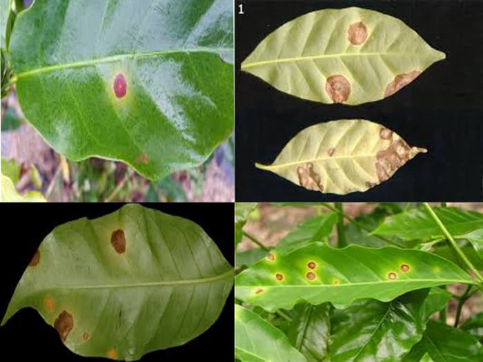 Compendium of Diseases of Crops: Coffee - HubPages