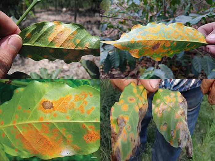 Compendium of Diseases of Crops Coffee HubPages