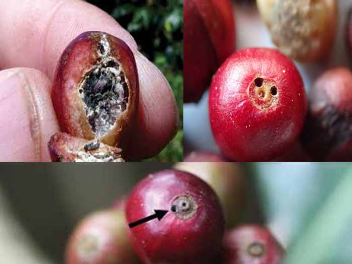 Compendium of Diseases of Crops Coffee HubPages