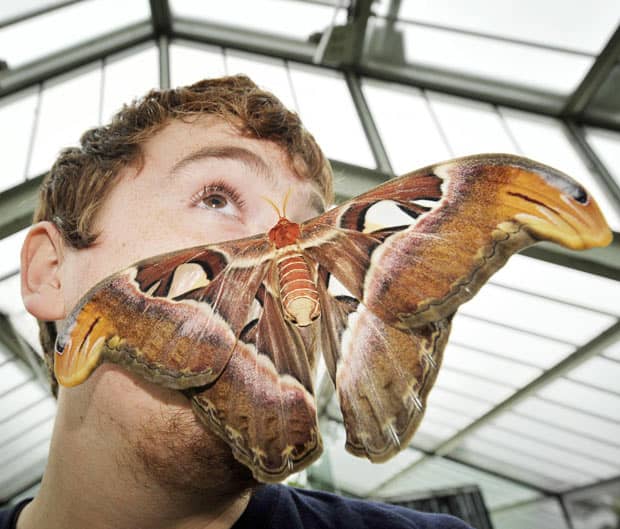 The upper-side of the Atlas Moth's wings are covered in a pattern of white, black, pink, and purple triangular shapes.