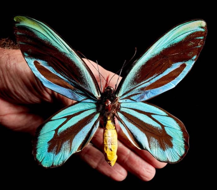 Queen Alexandra's Birdwing is a species of endangered butterfly that is illegal to international trade.