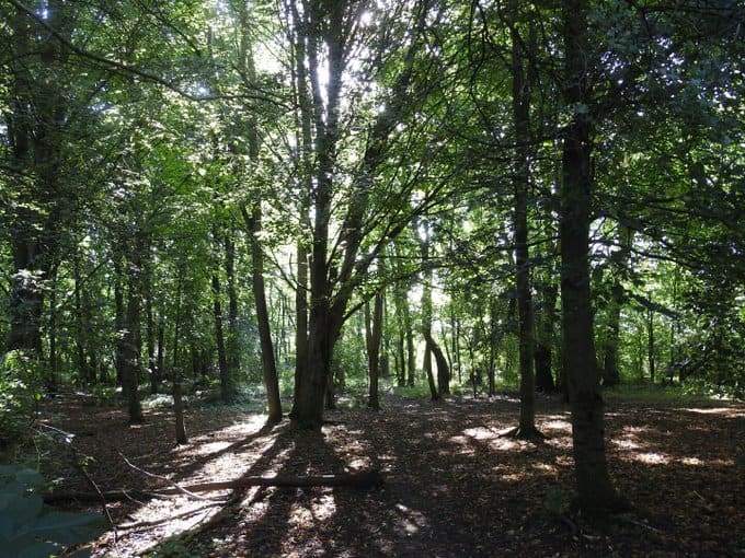 The young beech wood at Elmdon Manor is an excellent place to marvel at the simple beauty of nature.