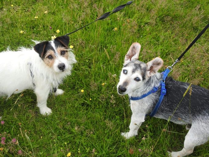 A photograph of two of my assistants- my dog Marley is on the left, and Paula's dog Eddie is on the right.