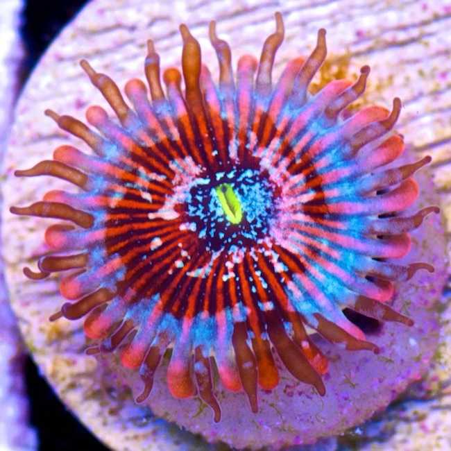 Zoanthid Soft Corals Colorful and Easy To Keep Saltwater Aquariums HubPages