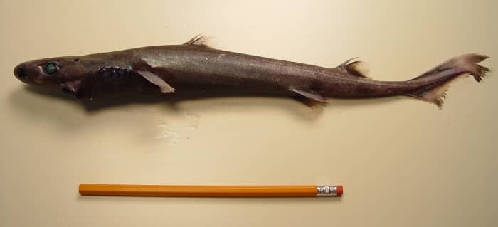 Lantern Shark