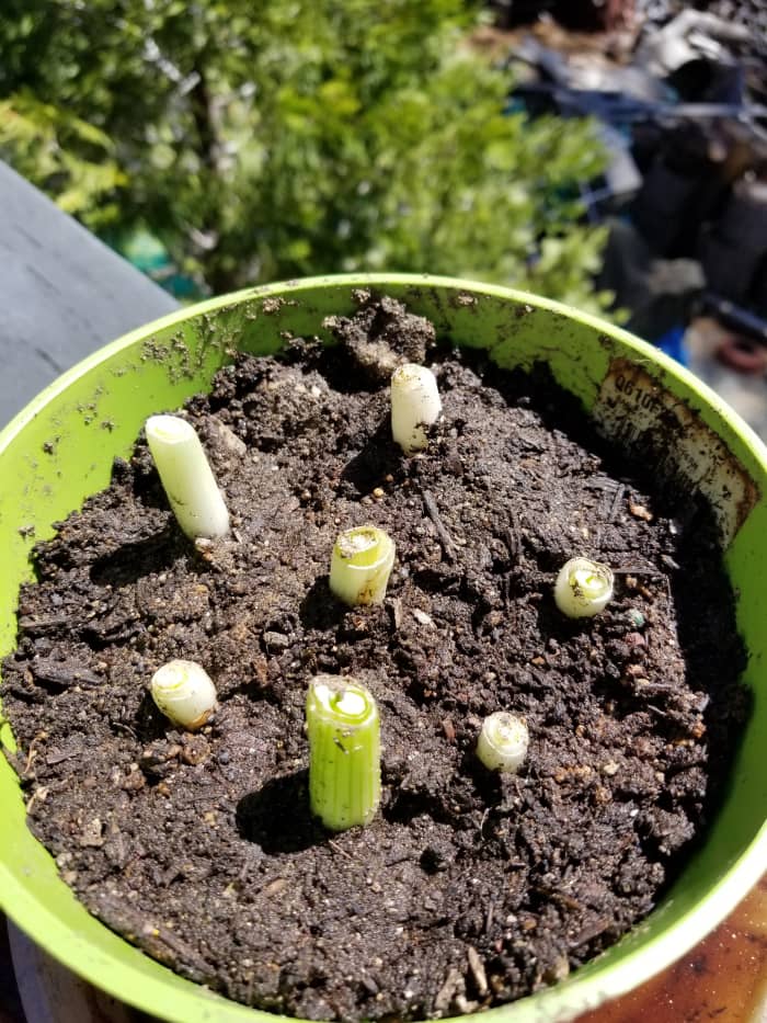 Trim the bottom part of green onions and plant them in a pot, covering the roots. You'll soon have plenty of green onions. Very easy to grow.