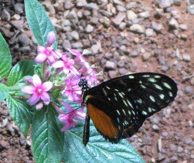 Closeup Photo of Monarch Butterfly drawing nectar from a flower