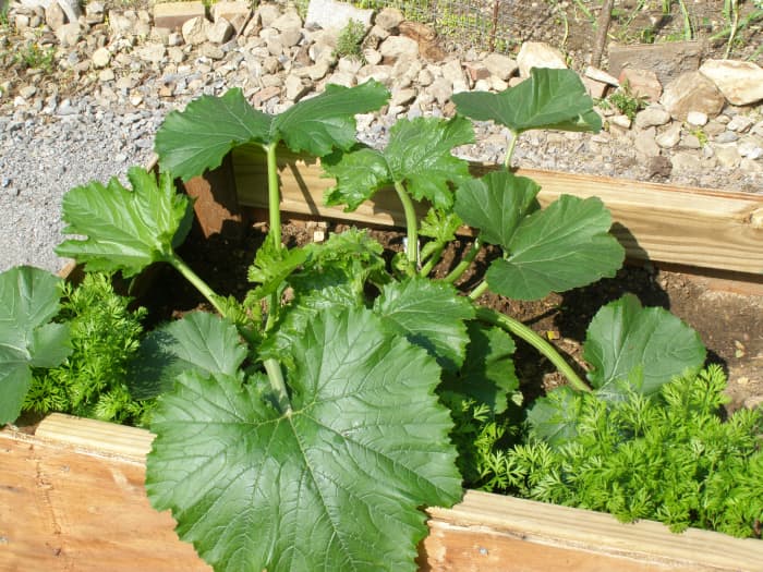 Large squash leaf is a suitable mold. You could also use a leaf from an elephant ear, sunflower, or rhubarb plant, or smaller leaves for smaller castings.