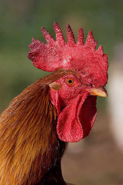 Single Comb Rooster - Mixed breed rooster portrait, Swifts Creek, Victoria December 2008