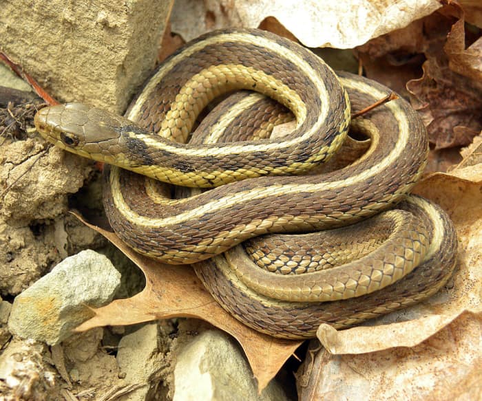 This photo was taken in Ohio and the coloring of this specimen is more brown than the ones in Louisiana.