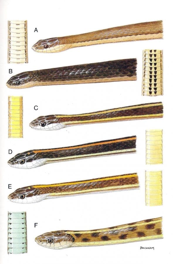 Ribbon and Garter Snakes