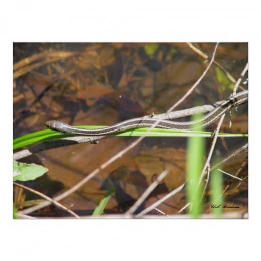 This young ribbon snake was hunting for frogs around our pond in Southeastern Louisiana.