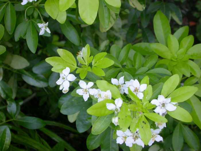 The 10 Best Plants for Your Pacific Northwest Garden HubPages