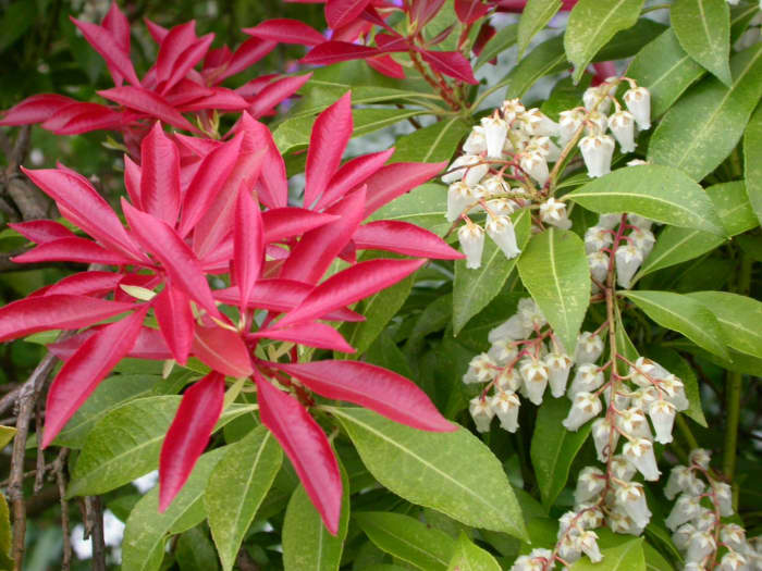 The 10 Best Plants for Your Pacific Northwest Garden - HubPages