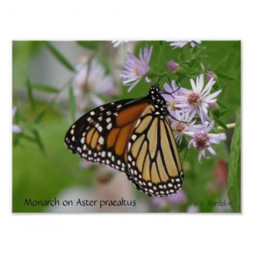 Monarchs and other butterflies flock to wild aster flowers.