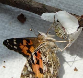 This colorful Painted Lady Butterfly is using his very long proboscis (tongue) to drink from a flower.