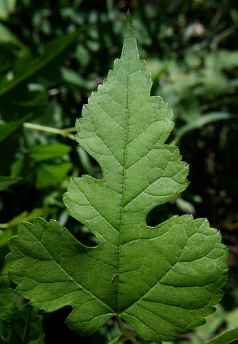 The Red Mulberry is found in many locations around Kansas.