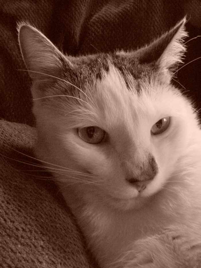 Kittens - Help, I Found a Kitten, What Should I Do - HubPages