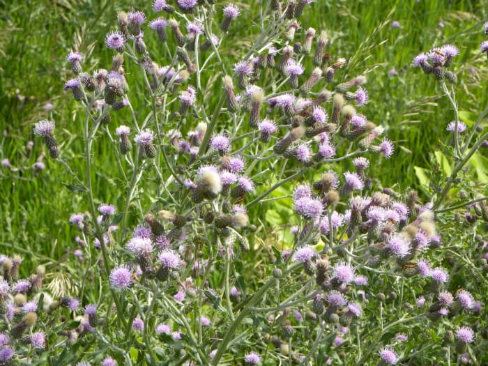 Roadside Prairies in Iowa: Flowers or Weeds? - HubPages