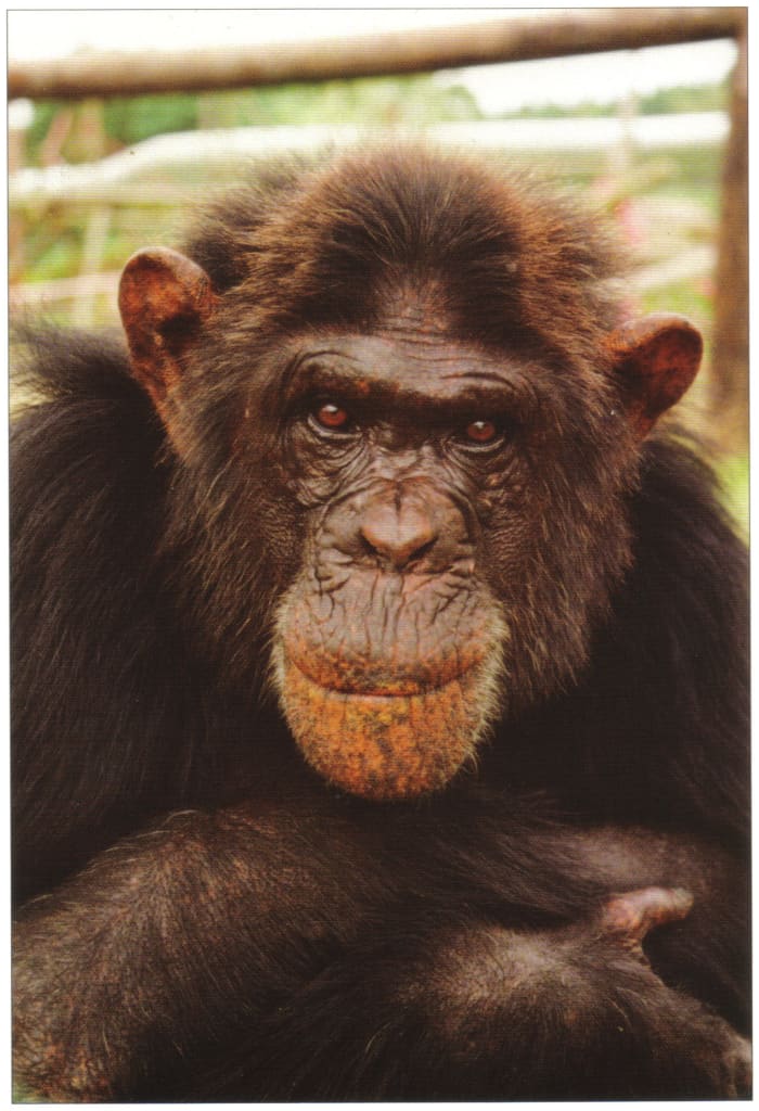 Charlie was a male chimpanzee who was used as a beach photographers prop in Spain. He arrived at Monkey World in 1989. His past had been very traumatic, and when he arrived he was a drug addict, had a broken jaw, cataracts and only four teeth.