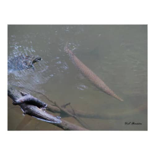 Spotted gars are large predatory fish which are found in many Southeastern Louisiana rivers.