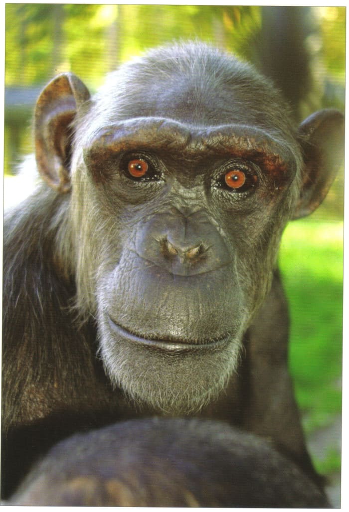 Sally was originally a beach photographers prop in Spain. She arrived at Monkey World in 1993. In 1995 she was moved to the Nursery where she proved to be a very caring adoptive mother for the many babies that were rescued. She is also a very good ro