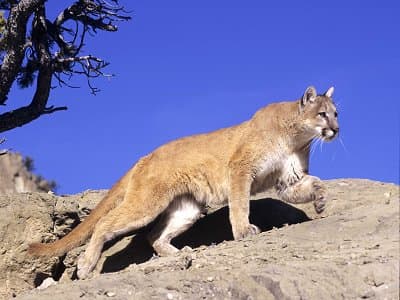 Once while driving home from class, I saw one of these guys...He crossed my path and ran up a mountain!
