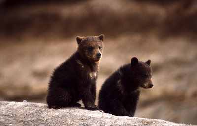 While driving home during a blizzard at a blazing 10 miles an hour, I saw two black bear cubs walking. I could have touched them they were so close by (but would've been foolish).
