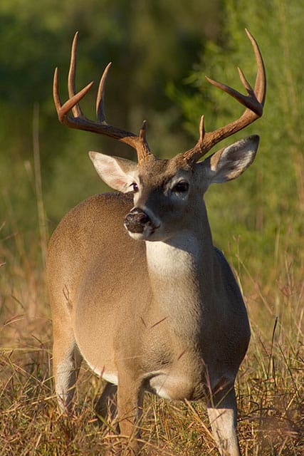 And of course, our beloved deer. I got to see them every morning when waking up. They loved to feast on all the low-hanging trees. I'm always amazed by how quick and agile they really are.