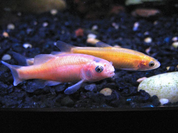 Wardley weekend vacation feeders work for all manner of small- to medium-sized freshwater fish, including both warm water and cold water species