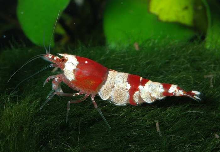 Wardley weekend feeders are an excellent source of calcium, which invertebrates such as shrimp and snails need to maintain healthy shells and exoskeletons.