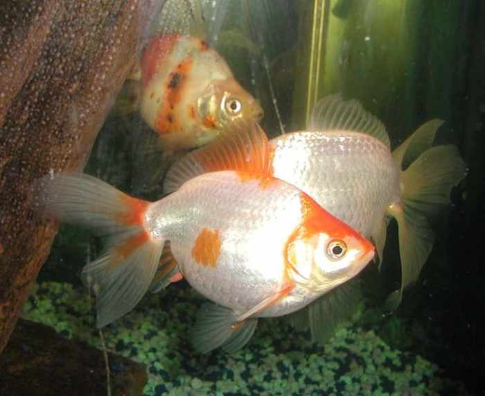 While Wardley weekend feeders are properly formulated for goldfish, they may not dissolve right in some goldfish tanks due to colder temperatures