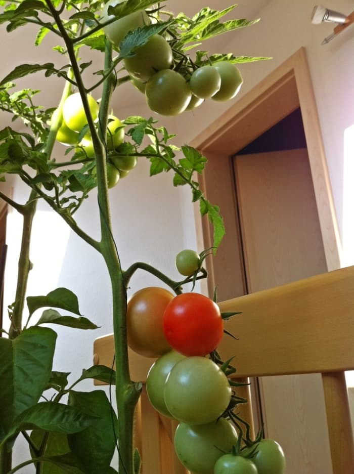 You can easily grow tomatoes indoors at a south facing window. Give your tomato plant banana peelings, egg shells, and coffee grounds. Put them in small holes around the plant and cover them. You'll grow great fresh tomatoes.