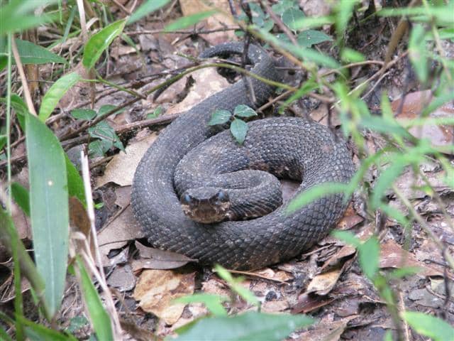 This coiled cottonmouth has cloudy eyes, an indication that it will soon shed its skin. They can't see well at this time and are more likely to strike.
